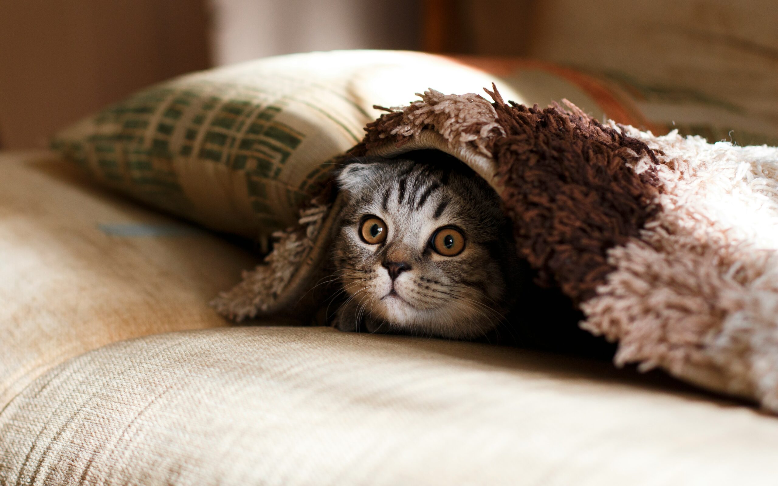 Common causes of appetite loss in cats including stress and illness