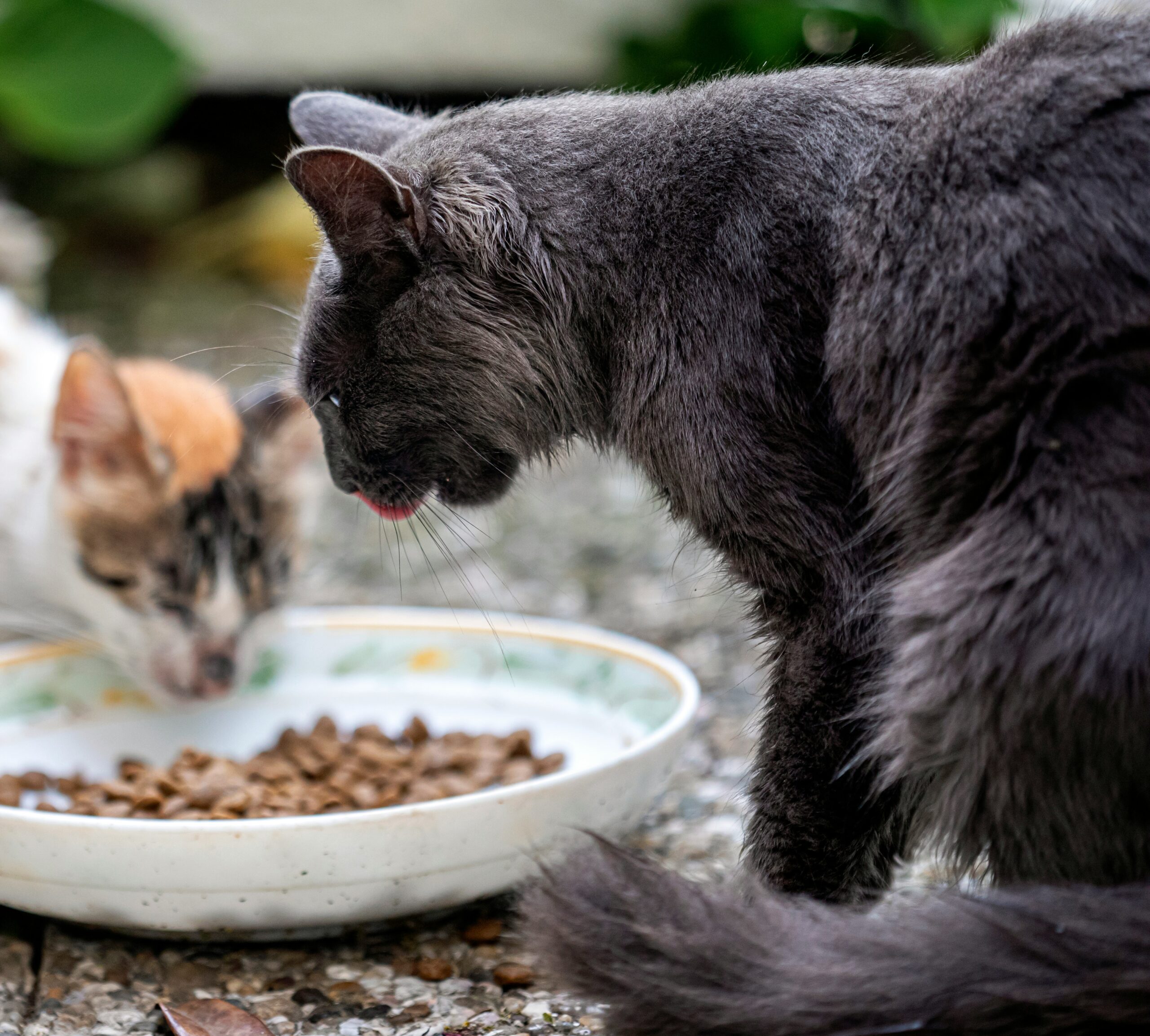 Why Is My Cat Not Eating? Common Causes and When to Worry