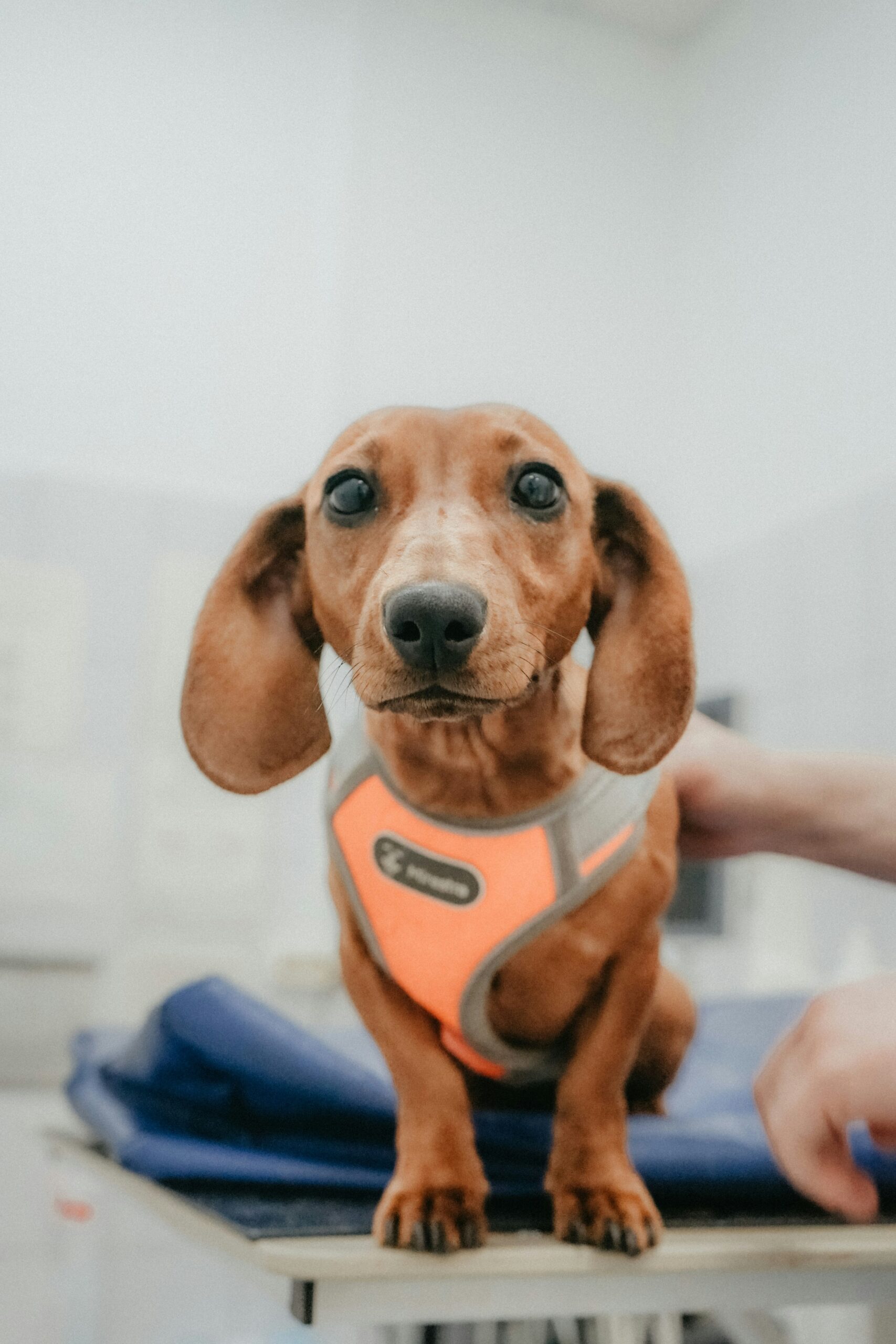Complete guide to pet insurance coverage and costs in 2026