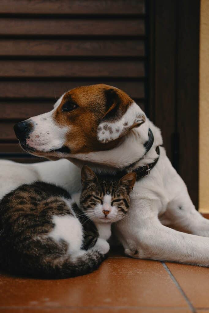 Pet insurance reviews - dog and cat resting together indoors