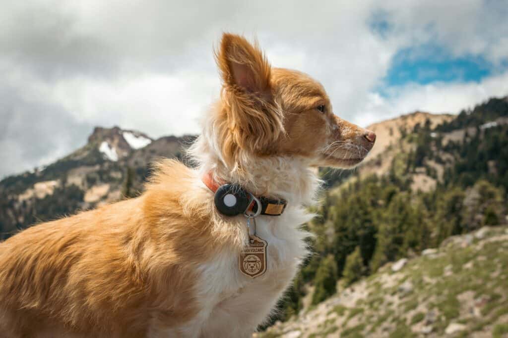 Pet insurance reviews - dog wearing GPS tracker collar outdoors