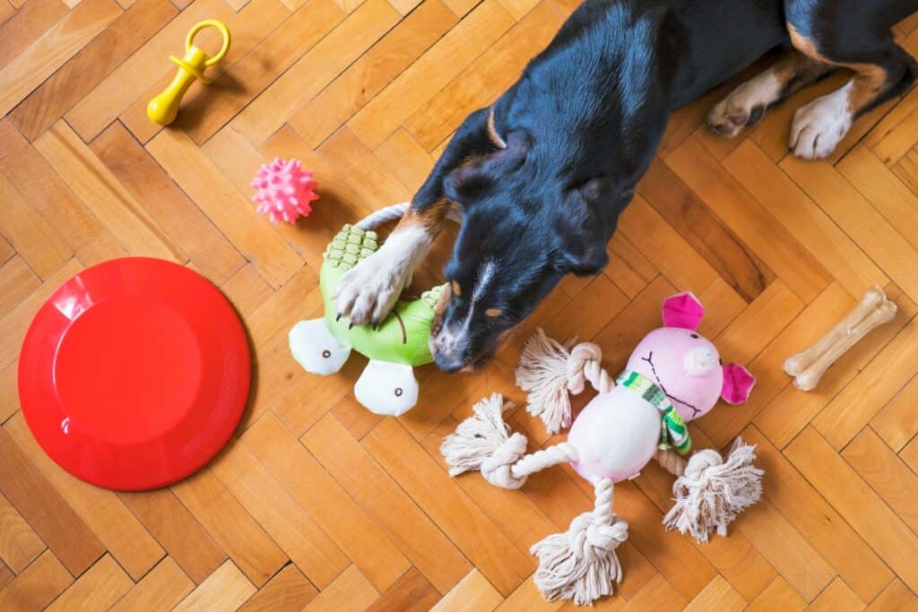 Pet insurance reviews - puppy playing with toys