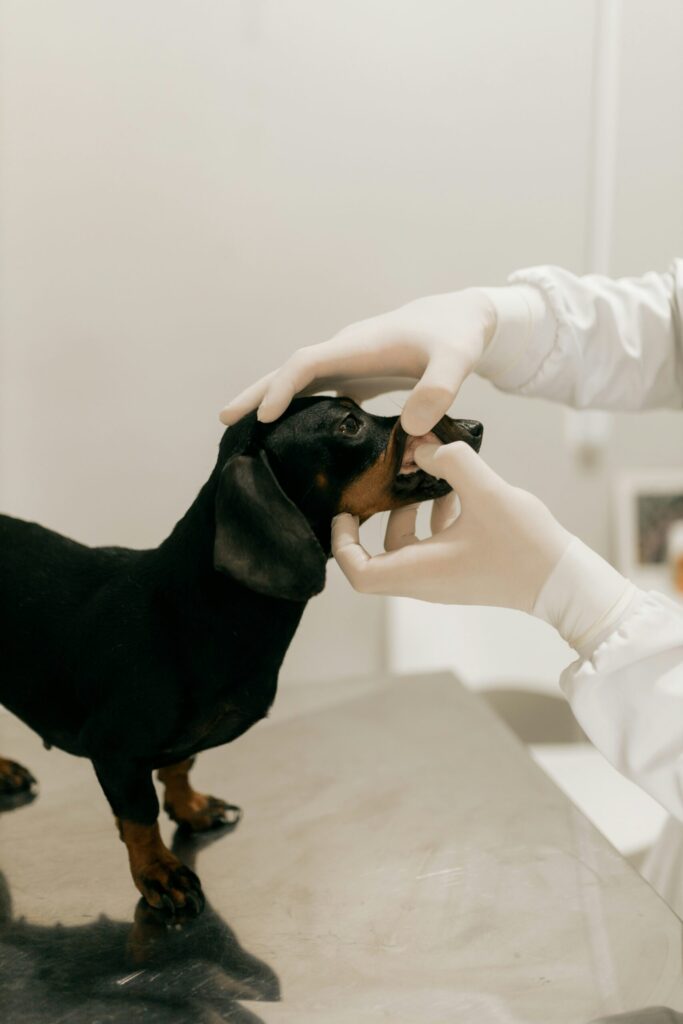 Dog receiving emergency veterinary care, comparing accident-only vs accident & illness pet insurance coverage
