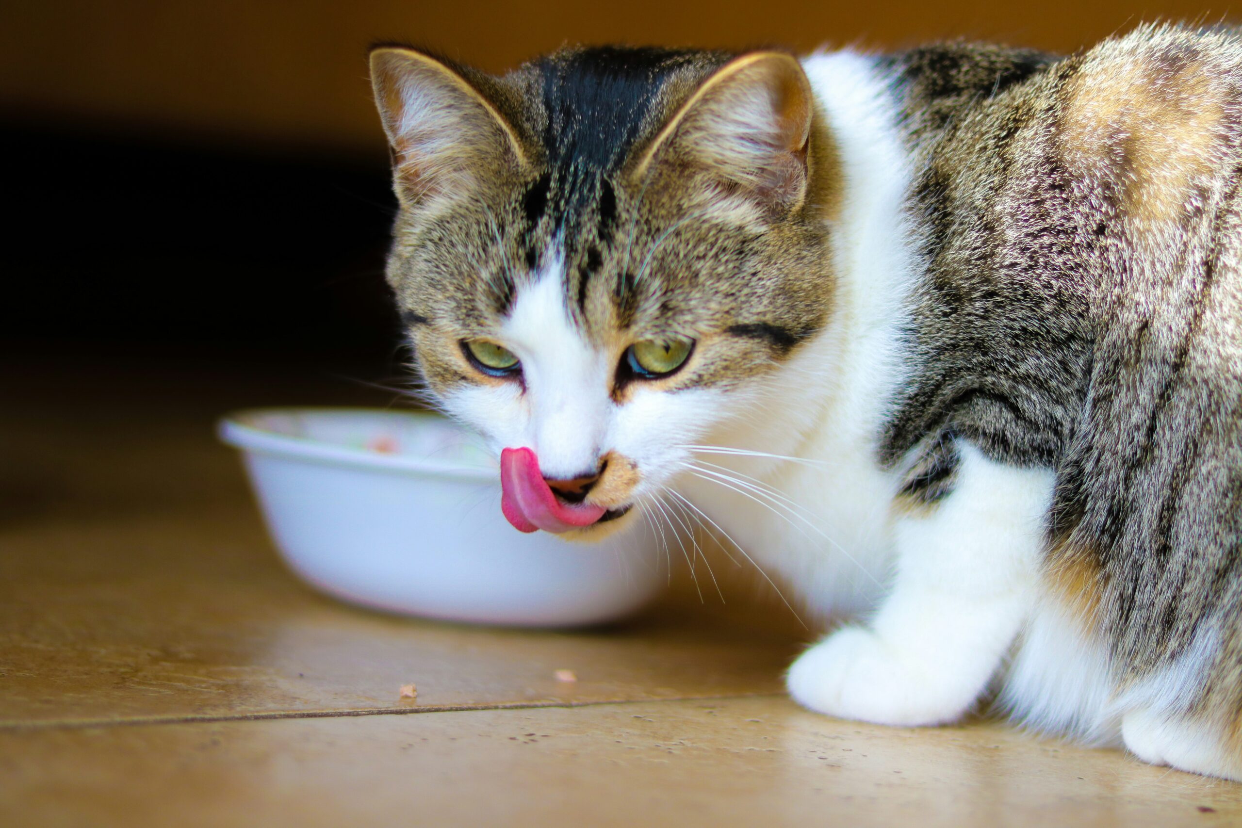 Owner encouraging a cat to eat with warmed food