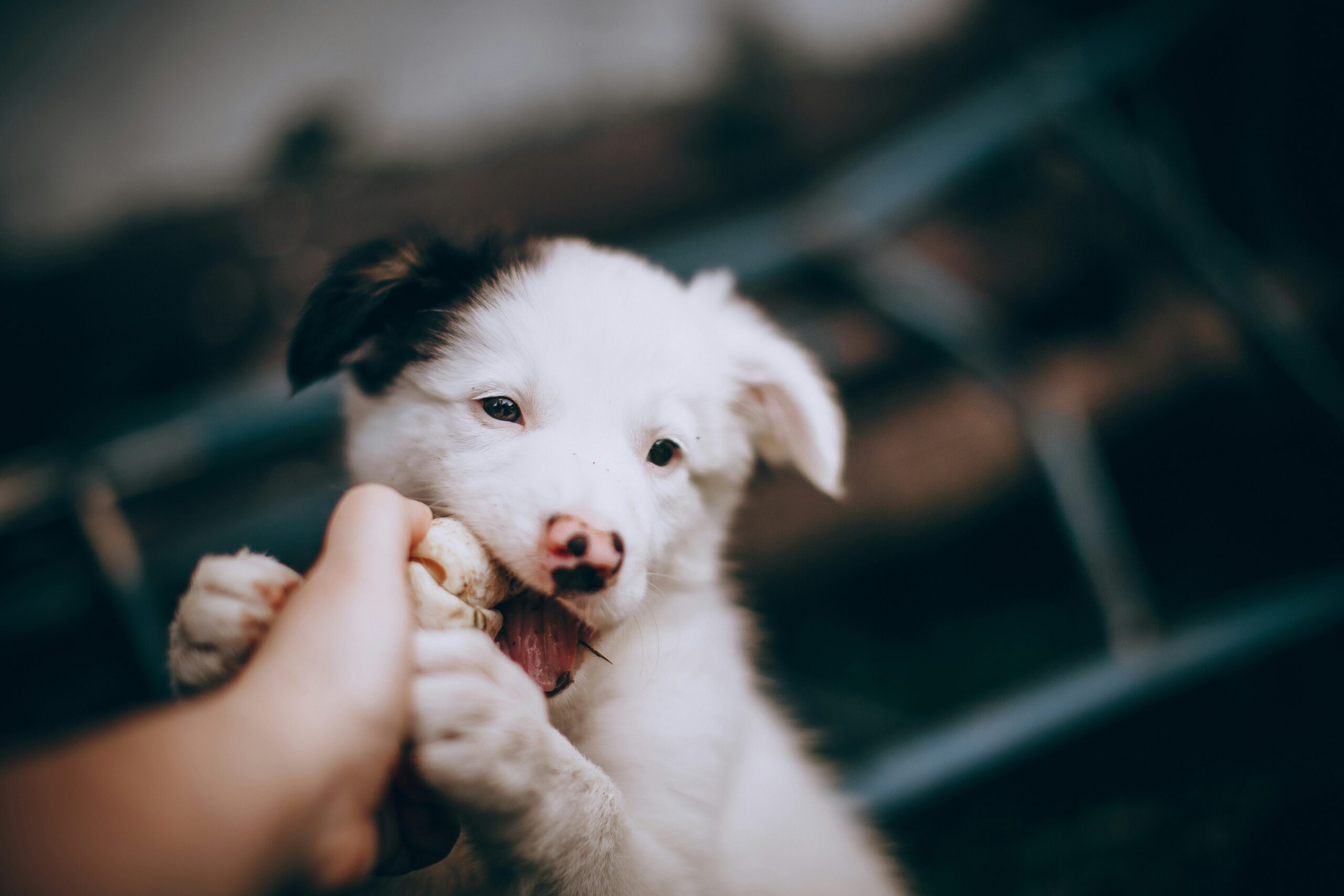 How to Stop Puppy Biting: A Step-by-Step Guide