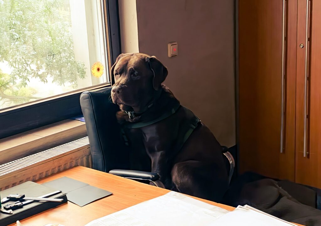 Calculating pet insurance costs and monthly premiums