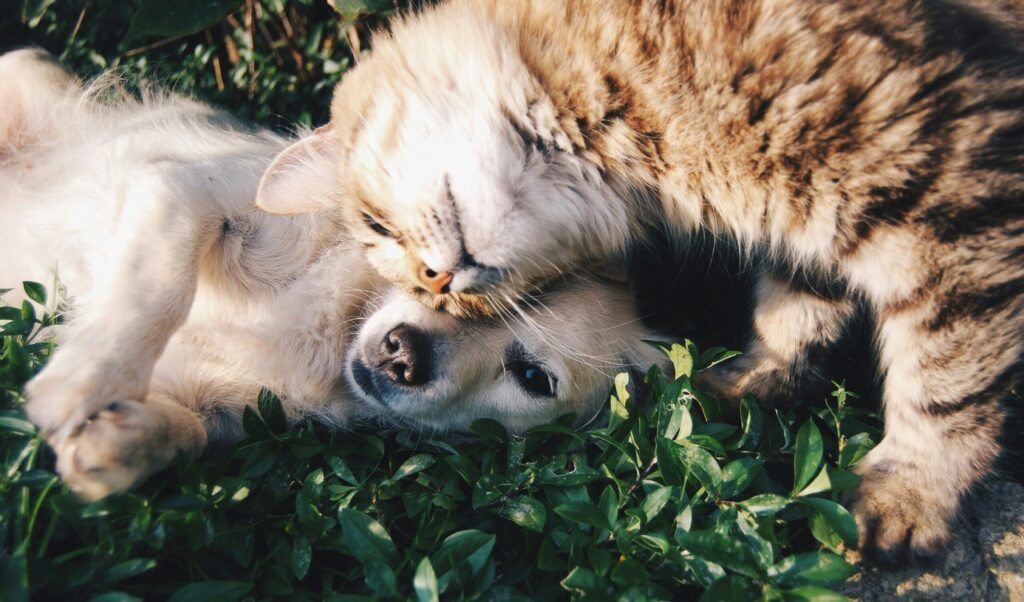 Puppy and kitten together, ideal candidates for accident & illness pet insurance enrollment