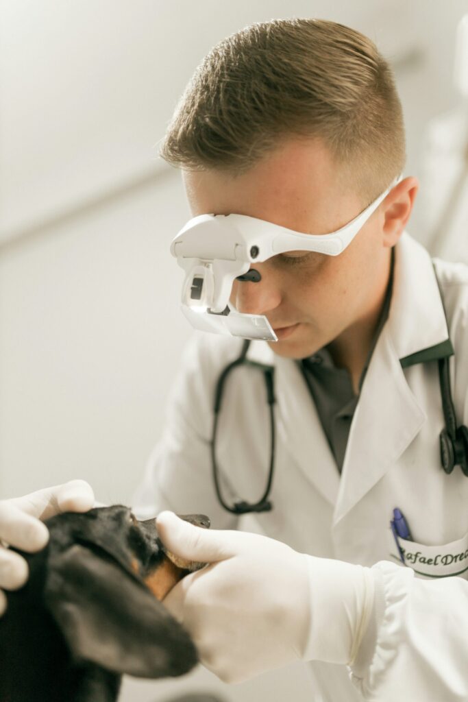 Vet visit cost for a routine checkup: veterinarian examining a dog with a stethoscope