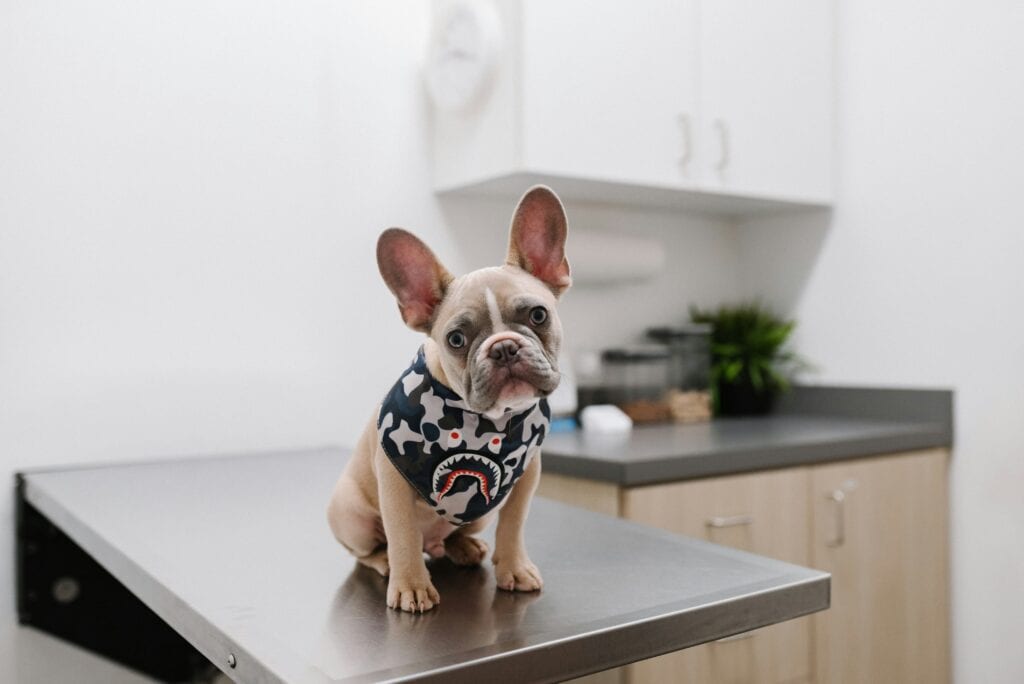 Pet insurance reviews - French Bulldog puppy in a kitchen