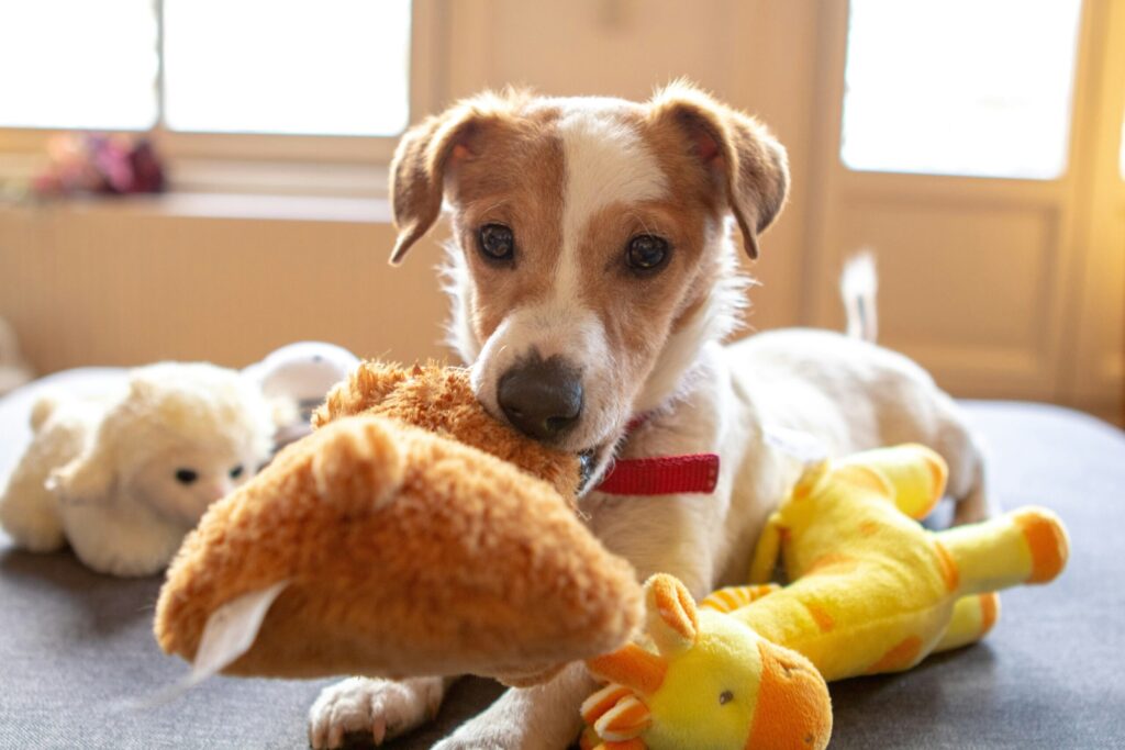Puppy teething and biting during normal play behavior