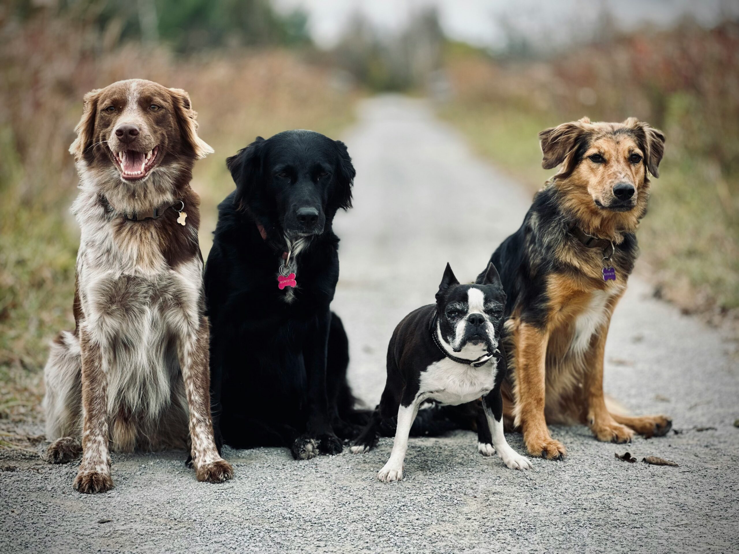 Best Dog Breeds for Pet Insurance: Why Some Breeds Cost More to Insure