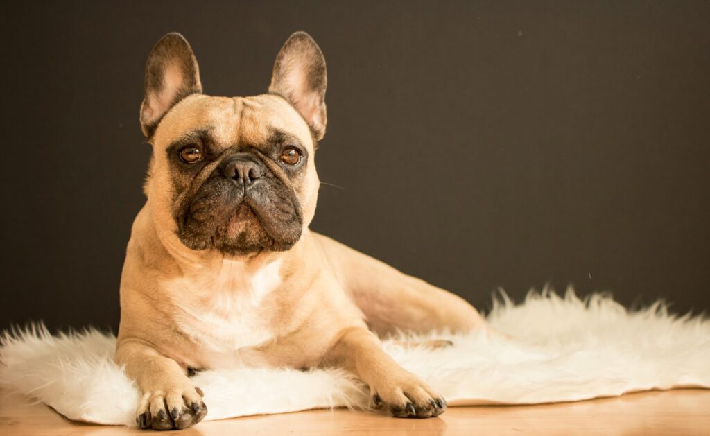French Bulldog and Golden Retriever lying together on a rug