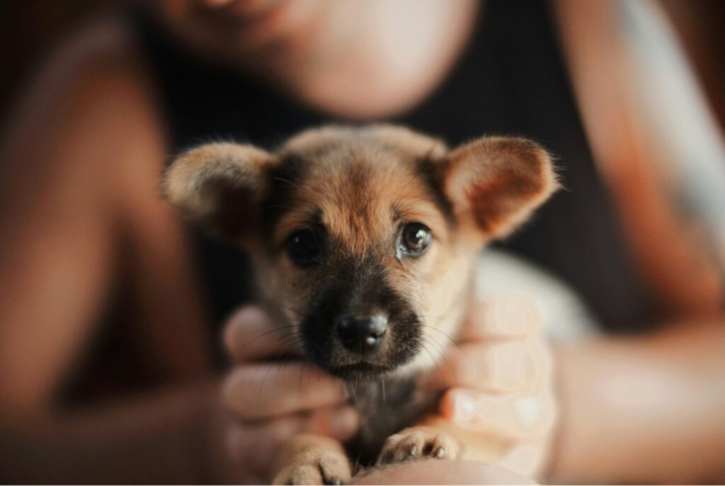 Puppy sitting at the veterinarian's office for a checkup